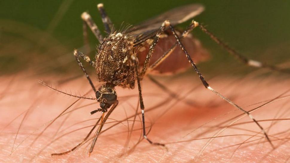 Aedes aegypti, el mosquito que transmite el virus zica. ARCHIVO LA GACETA