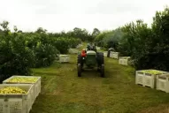 Citrus - Campaña 2017: producción, clima y amenaza del HLB