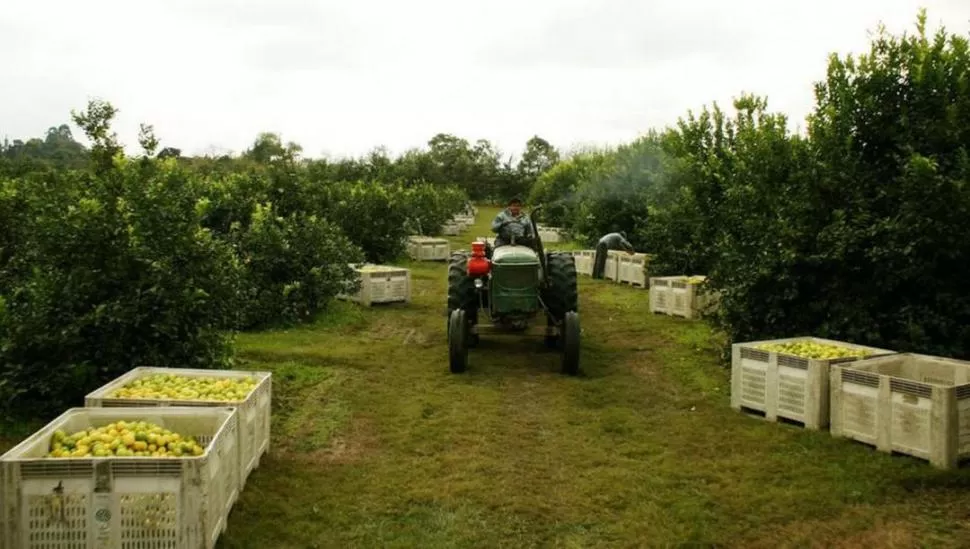 -LOS IMPACTOS. La actividad citrícola involucra unas 40.000 fuentes de trabajo en todo el sector, y abarcará unas 41.000 hectáreas implantadas en tucumán.