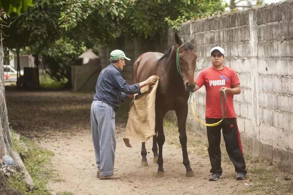 VA POR MÁS. Sir Melody intentará seguir siendo el mejor caballo del NOA. la gaceta / foto de Inés Quinteros Orio (archivo)