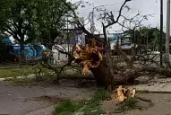 Los fuertes vientos provocaron caídas de árboles