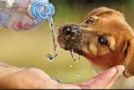 Ojo con los golpes de calor: son un gran riesgo para nuestros perros y gatos