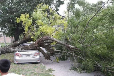 Por la tormenta, voló parte de un techo y cayó un árbol sobre un auto en Concepción