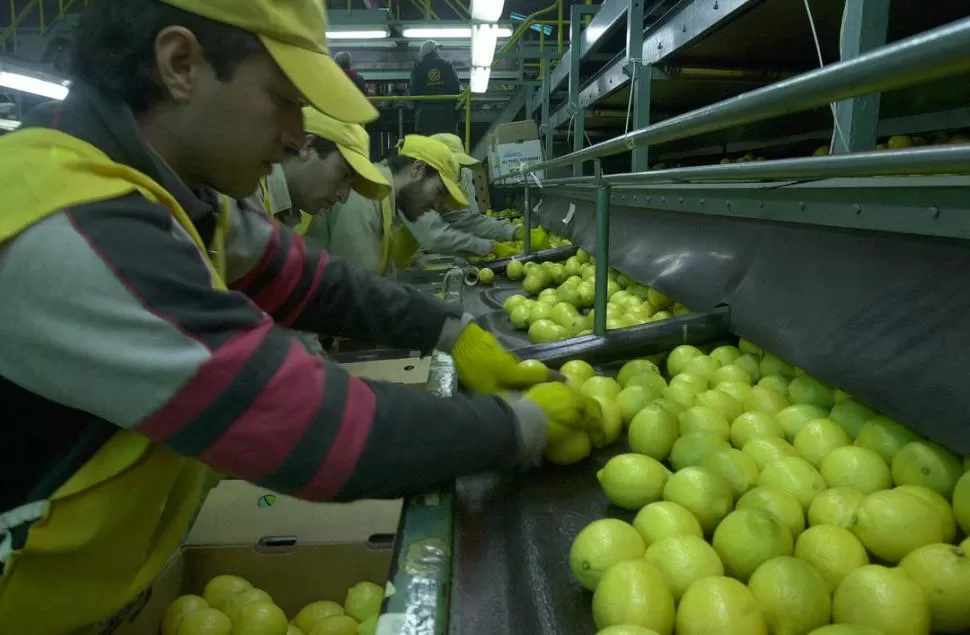 PENDIENTE. El ingreso de los limones tucumanos al mercado estadounidense es uno de los grandes objetivos del Gobierno para el próximo año. .