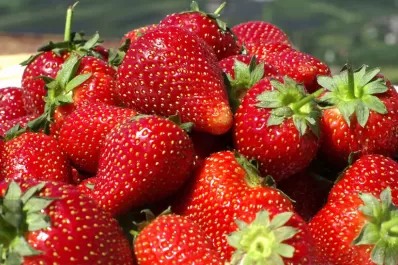 Manzur celebró la apertura del mercado de Estados Unidos a la frutilla de Tucumán