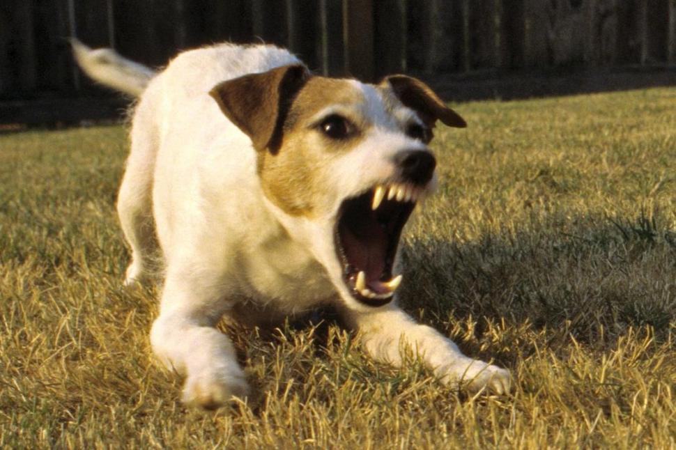 A LA DEFENSIVA. Algunos perros se ponen agresivos en una actitud defensiva, sobre todo cuando se sienten amenazados por algo. 