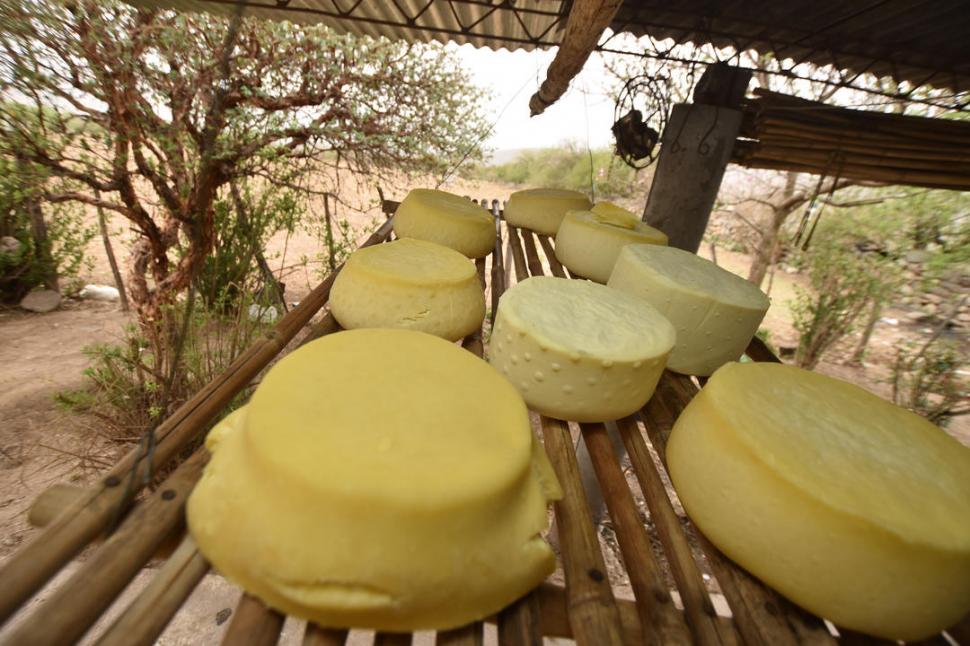 ELABORACIÓN PROPIA. Los quesos de Tafí del Valle lograron con el tiempo reconocimiento internacional. la gaceta / foto de osvaldo ripoll