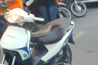 ¡Sorpresa! Dos mujeres circulaban por Barrio Norte y una víbora salió del interior de su moto