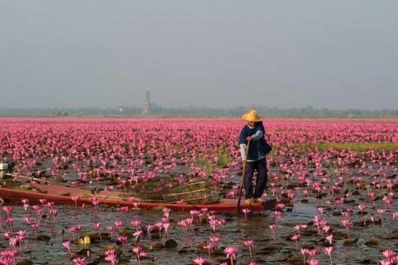 Tailandia: la flor de loto ya cubre el lago Nong Han