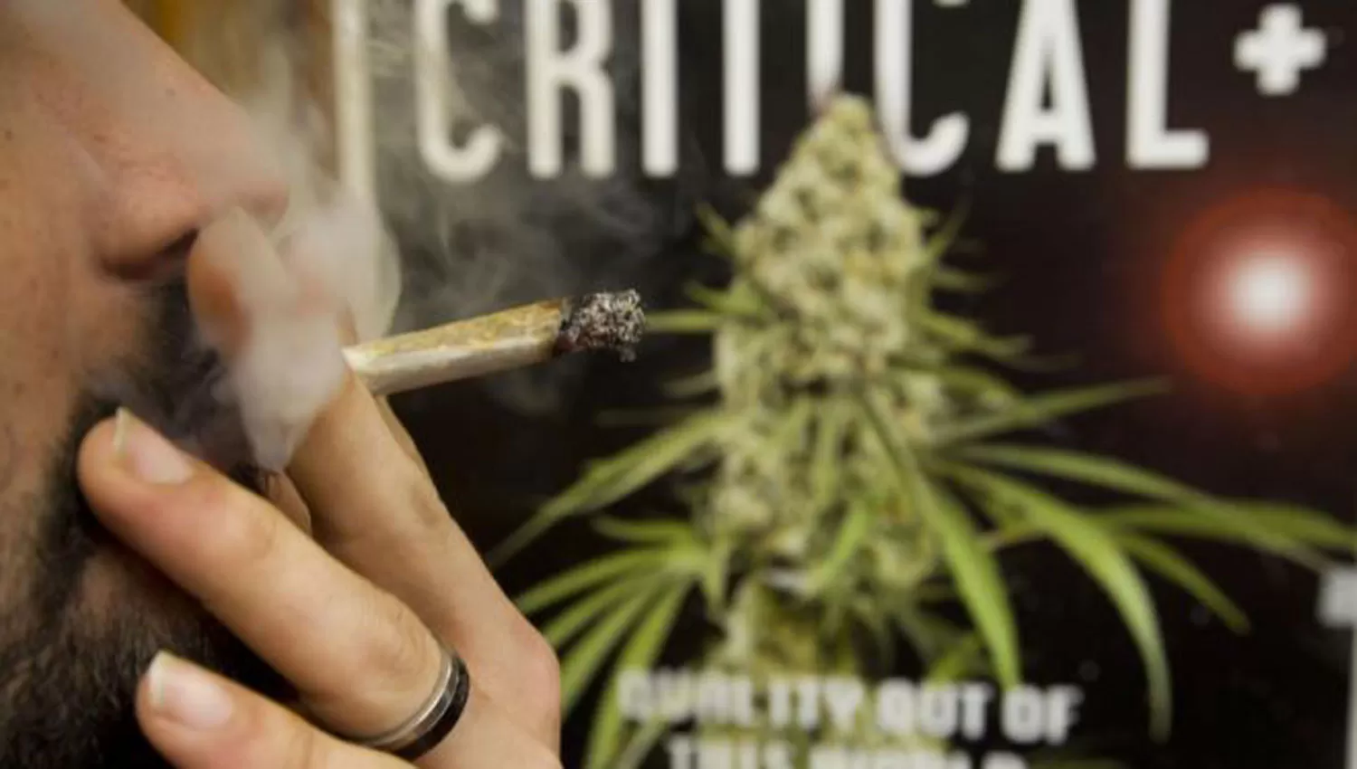 La marihuana recreacional será legal en California a partir del 1 de enero
