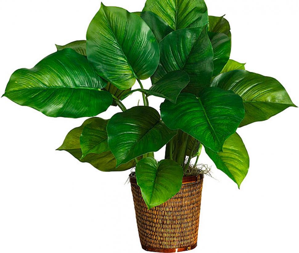 Philodendron