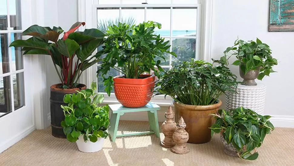 Cinco plantas para desintoxicar y purificar tu departamento