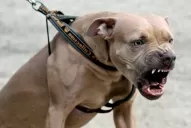 La ley de “perros peligrosos” no está reglamentada en Tucumán