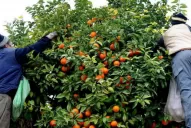 Más controles para combatir el HLB