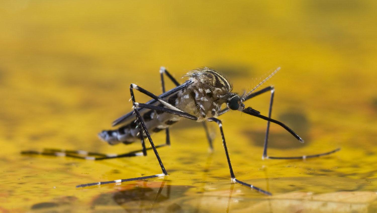 CONTAGIO. La fiebre amarilla se contagia por la picadura de mosquitos. FOTO TOMADA DE NOTICIAS Y SUCESOS