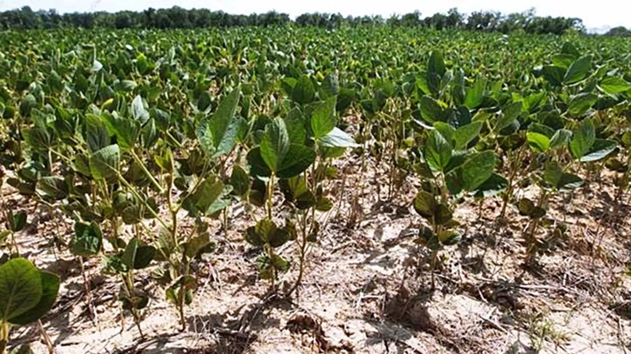 FOTO TOMADA DE INFOAGRO.COM.AR