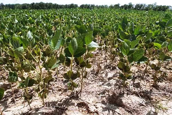 La Niña llegó para quedarse y traerá sequía y bajo rendimiento