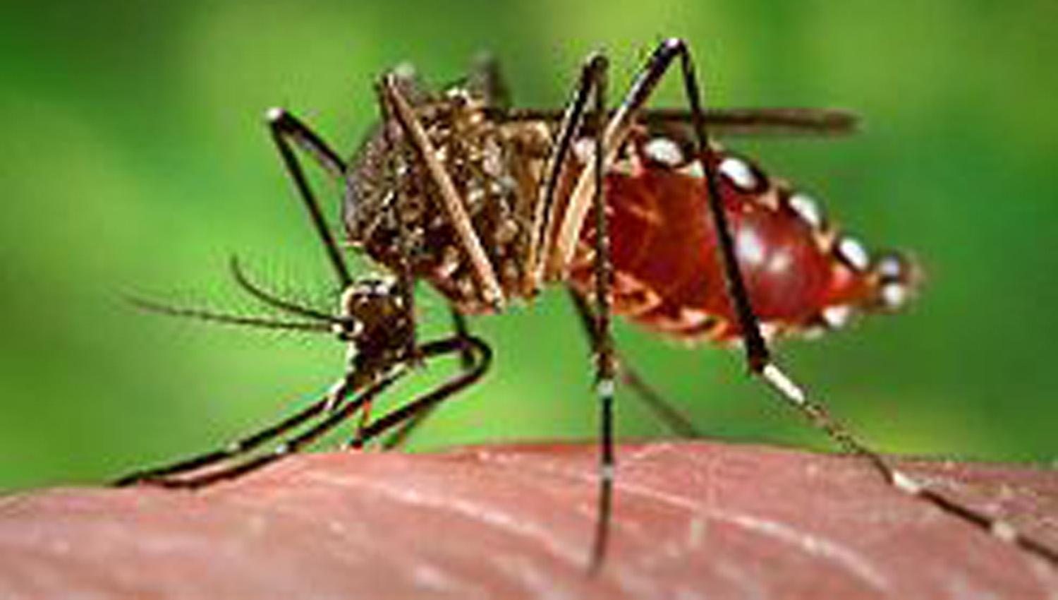 La picadura de algunas especies de mosquitos trasmiten la enfermedad. WIKIPEDIA