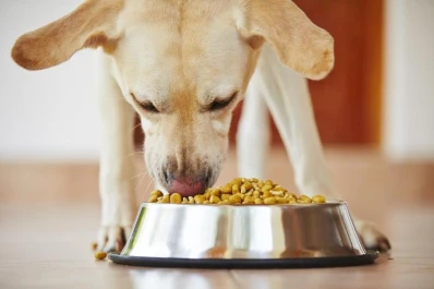 Para que el cachorro crezca sano, hay que elegir un alimento balanceado con más del 30% de proteínas