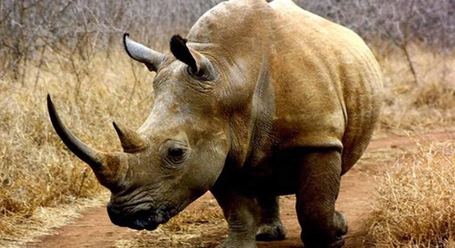 En 2017 mataron más de 1.000 rinocerontes