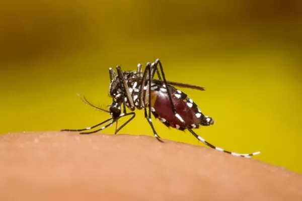 Usan mosquitos machos para evitar propagación de zika en Miami