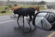 Los animales sueltos en la 307, un problema sin solución en la recta donde se produjo la tragedia de los Valles