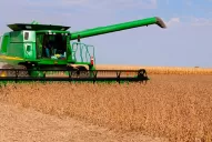 Buen desarrollo de la soja en la subestación Monte Redondo