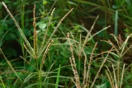 El “picudo negro” y las malezas vuelven a atacar los campos