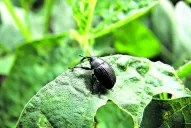 Intenso monitoreo del Rhyssomatus subtilis: la plaga que hace daño a los cultivos de soja del NOA