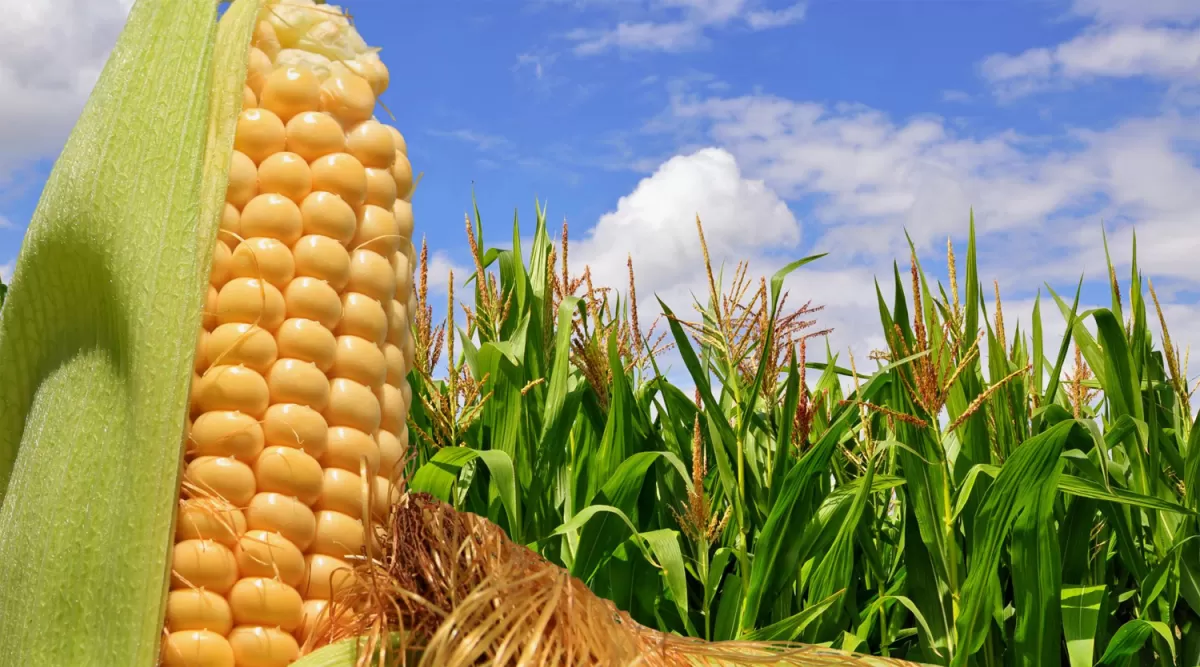 APUROS. La falta de agua también impacto en la siembra de maíz en Tucumán, por lo que los agricultores tuvieron que sembrar menos superficie maicera por haberse escapado la fecha de siembra óptima para este cereal. la gaceta / Archivo