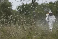 Una plaga de la historia