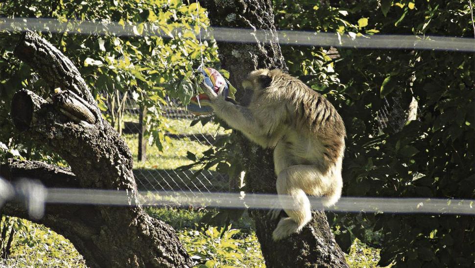 Los animales de la Reserva de Horco Molle deben cazar para no estresarse