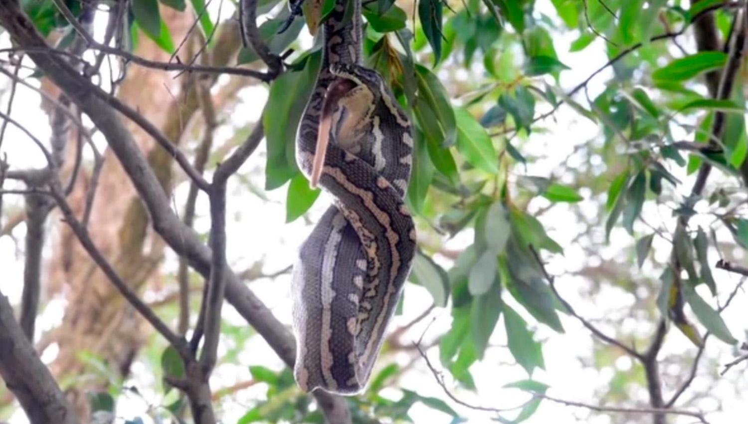 EN EL ÁRBOL. La serpiente reapareció de manera impactante luego de varios días de ausencia. CAPTURA DE VIDEO