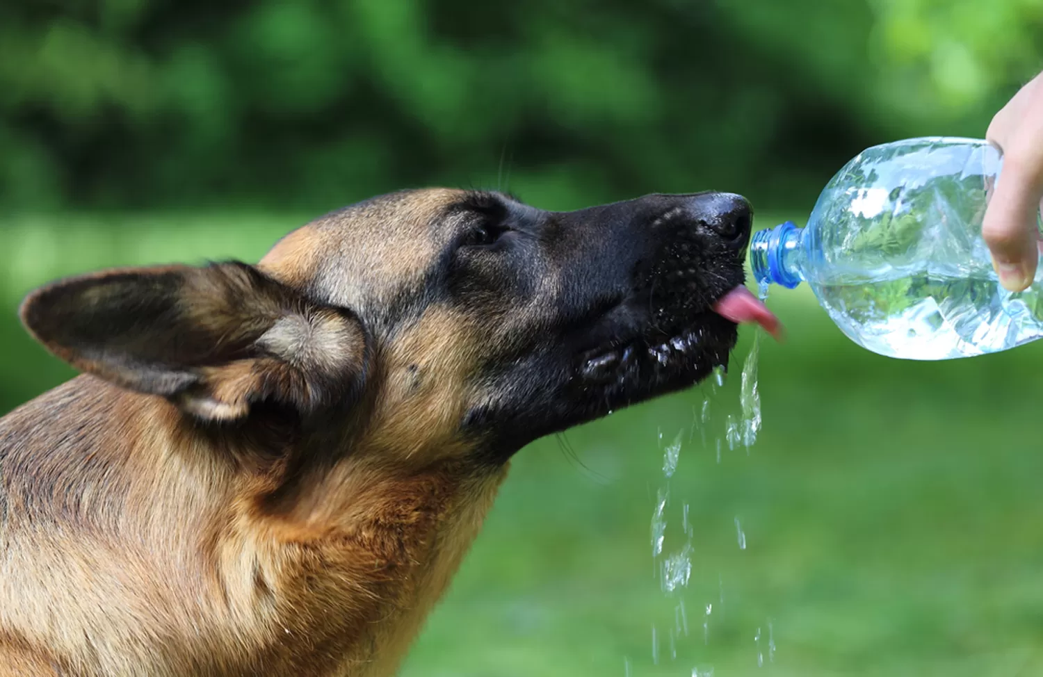 Golpe de calor en los perros: riesgos, síntomas y recomendaciones