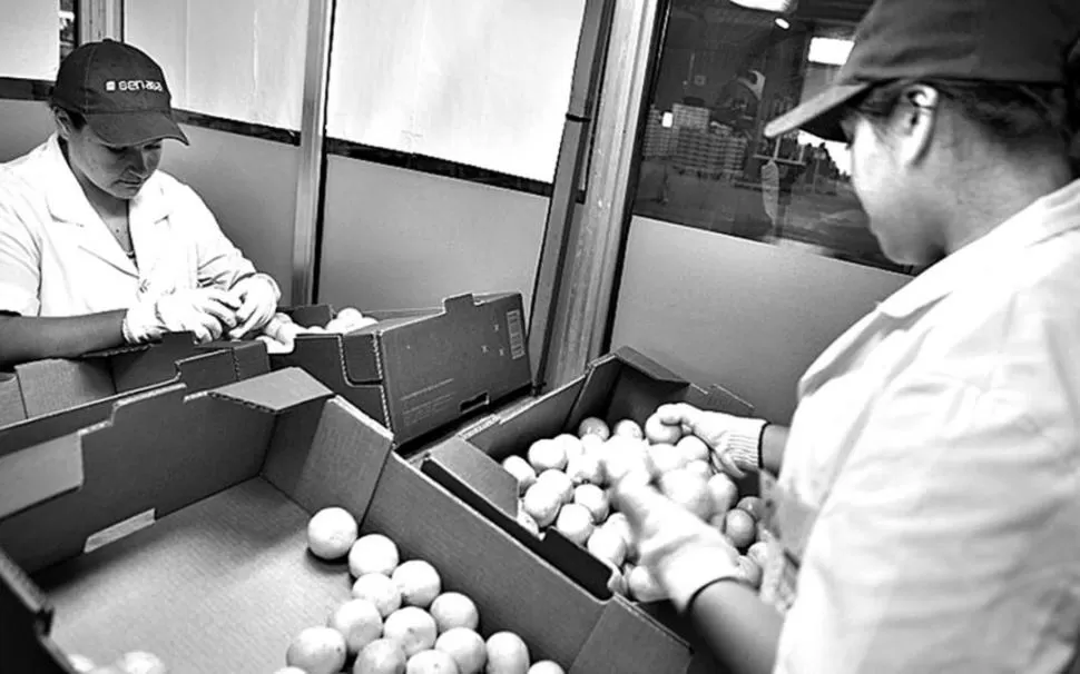 CERTIFICAN. Los inspectores controlan la sanidad de los limones a exportar. FOTO GENTILEZA ATC