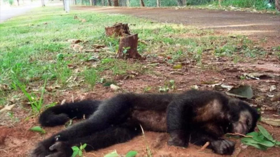 BRUTAL. El cuerpo de un mono, hallado en un parque de Río de Janeiro. hispantv.com