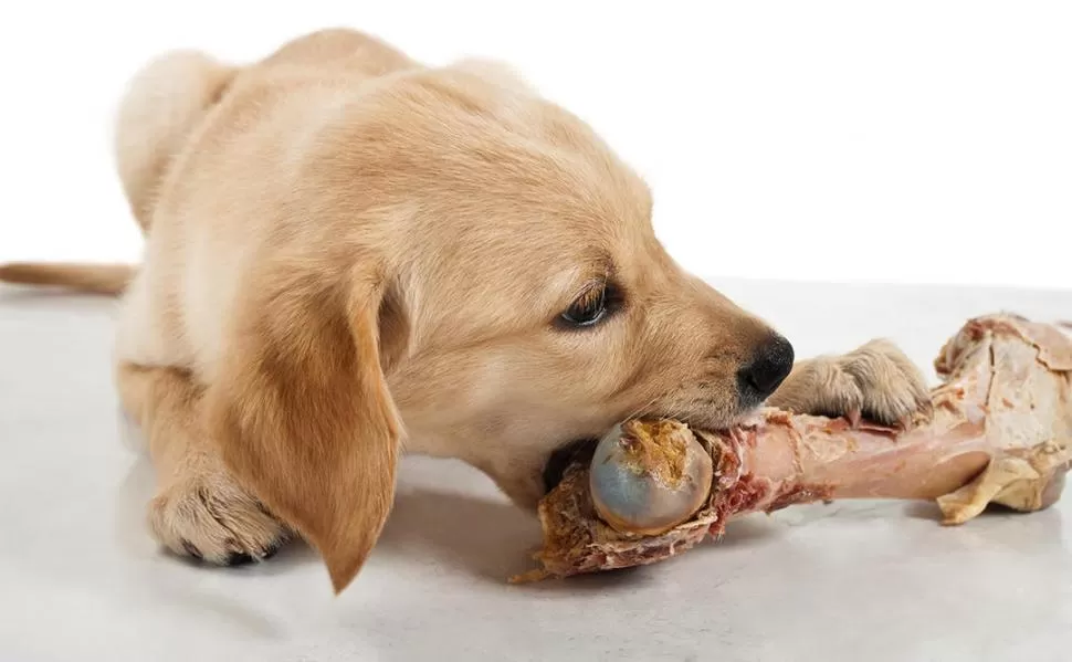 UNA COSTUMBRE QUE LOS PERROS DEBERÁN IR DEJANDO DE LADO. Ahora los veterinarios recomiendan que no se les dé huesos a los perros. 