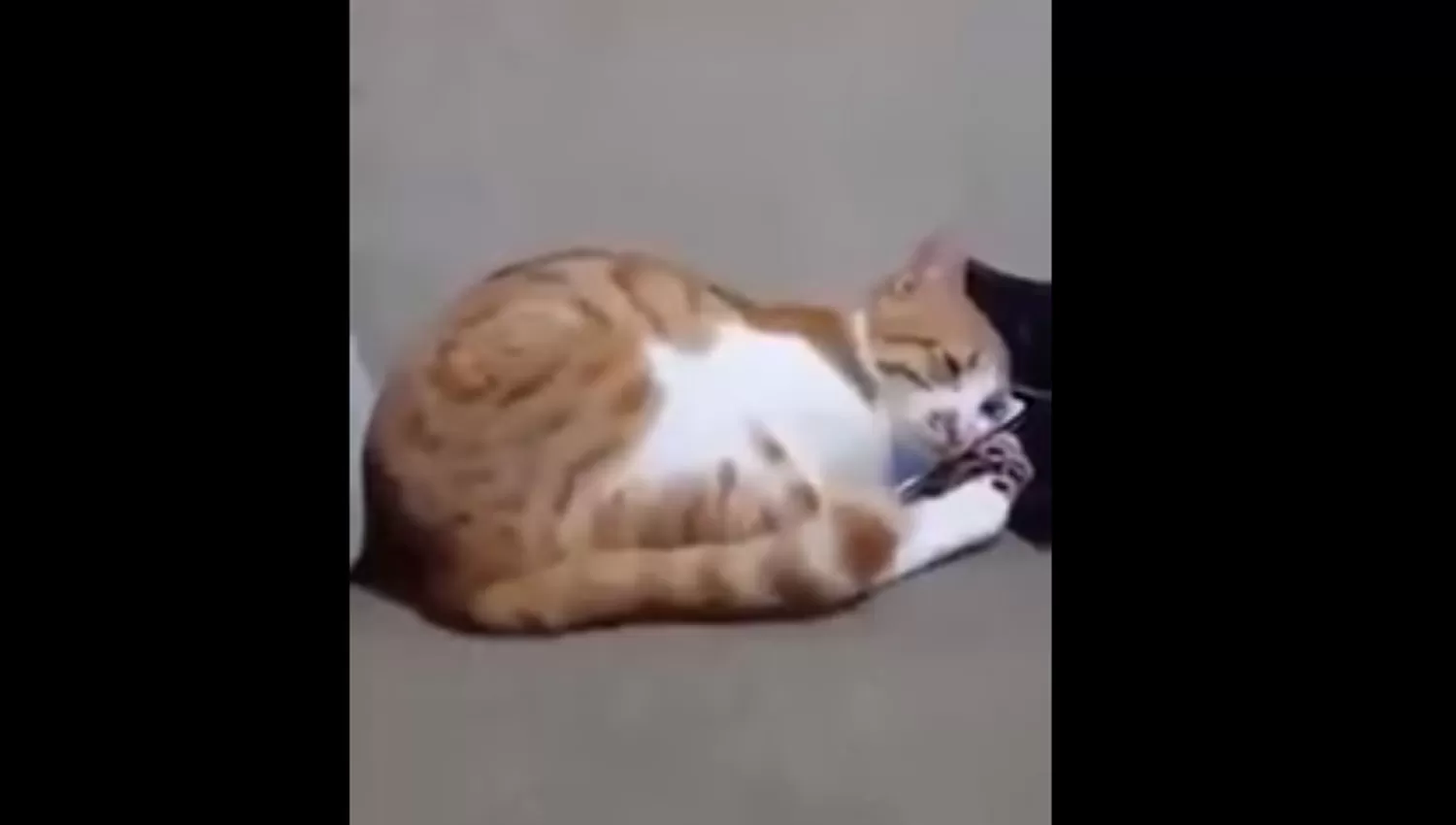 La reacción de este gato al ver por una tablet a su dueña muerta se hizo viral