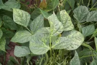 Adoptan precauciones contra la “bacteriosis común”