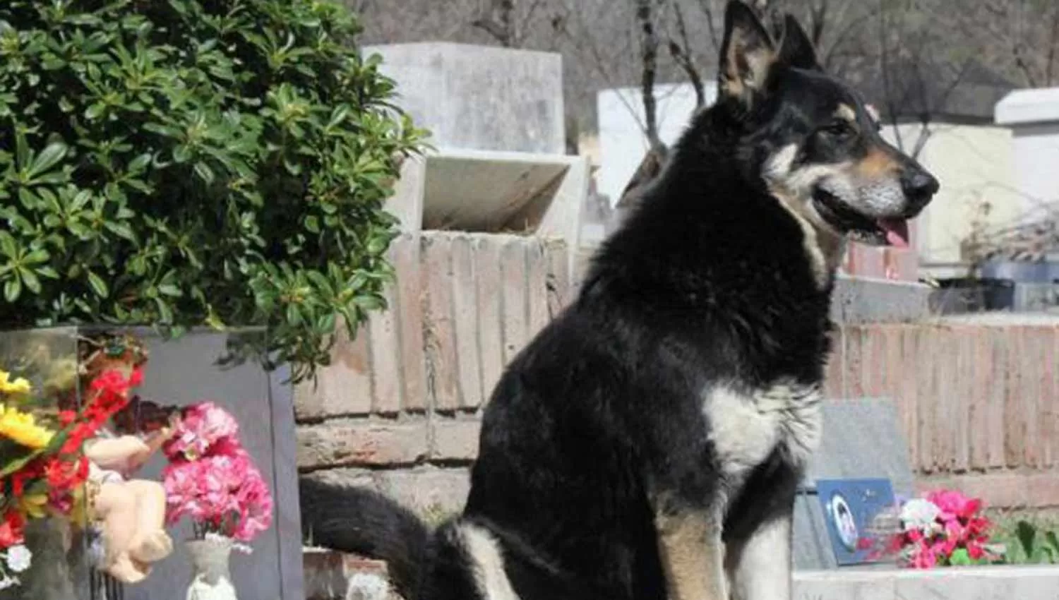 El perro que conmocionó a las redes sociales en 2012. FOTO TOMADA DE LAVOZ.COM