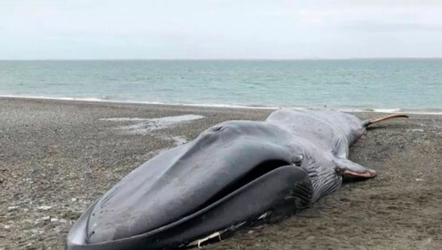 La ballena varada cerca de Punta Arenas, Chile. 