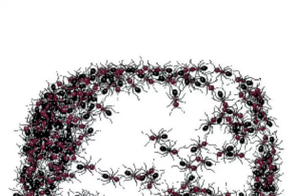 Lo que Donald Trump puede aprender de las hormigas