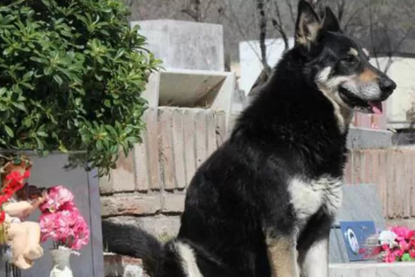 Murió Capitán, el perro que durante los últimos 11 años visitaba la tumba de su amo