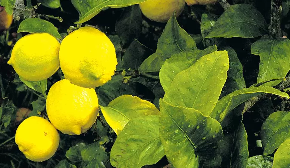 La cadena del citrus y los gobiernos nacional y provincial definen la agenda de problemas