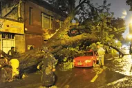 Se desplomaron dos árboles y causaron daños