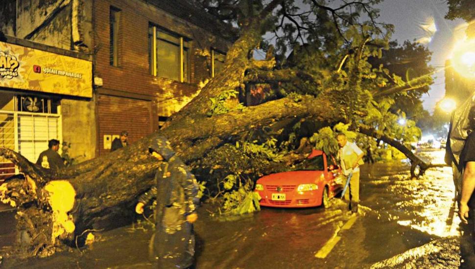 El peor final para un árbol notable que generaba disputa entre vecinos