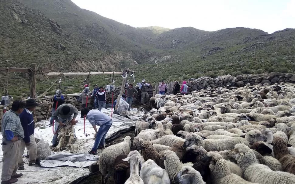 EN PLENA ACCIÓN. Los productores de ovejas de altura pudieron hacer tareas de esquila de sus animales, bajo el asesoramiento de técnicos del Estado. Agricultura Familiar Tucumán.