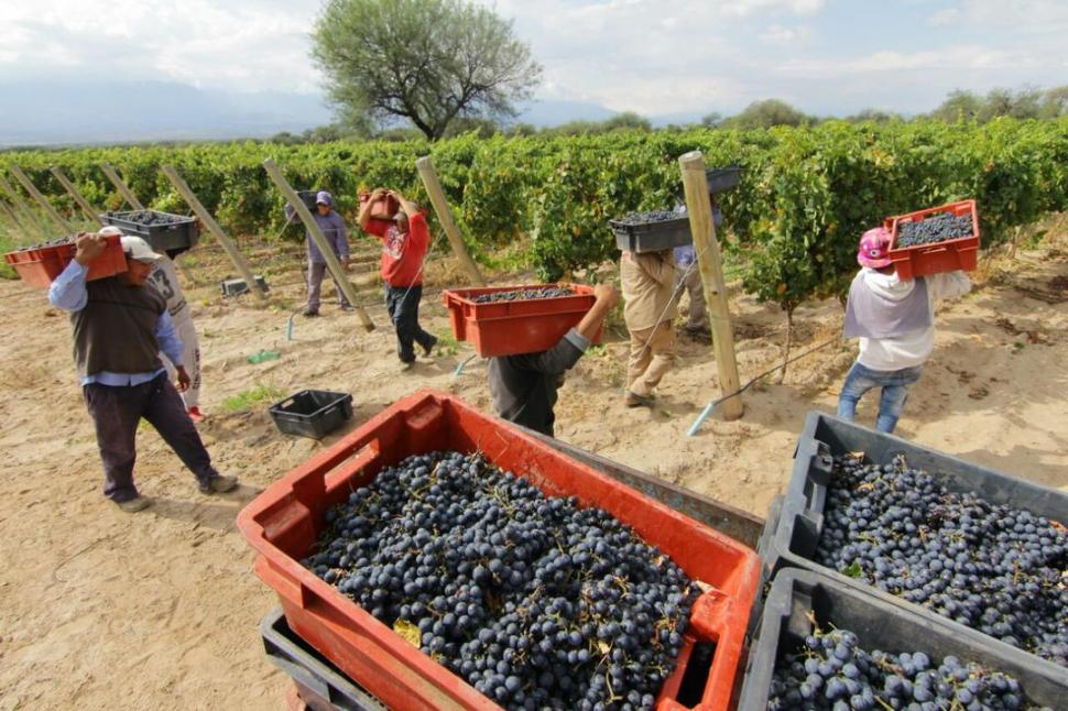EN LOS CANASTOS. Como si fuera un antiguo ritual comenzó el corte a mano de los racimos de uvas. FOTOS GERARDO IRACHET | PRENSA TURISMO.
