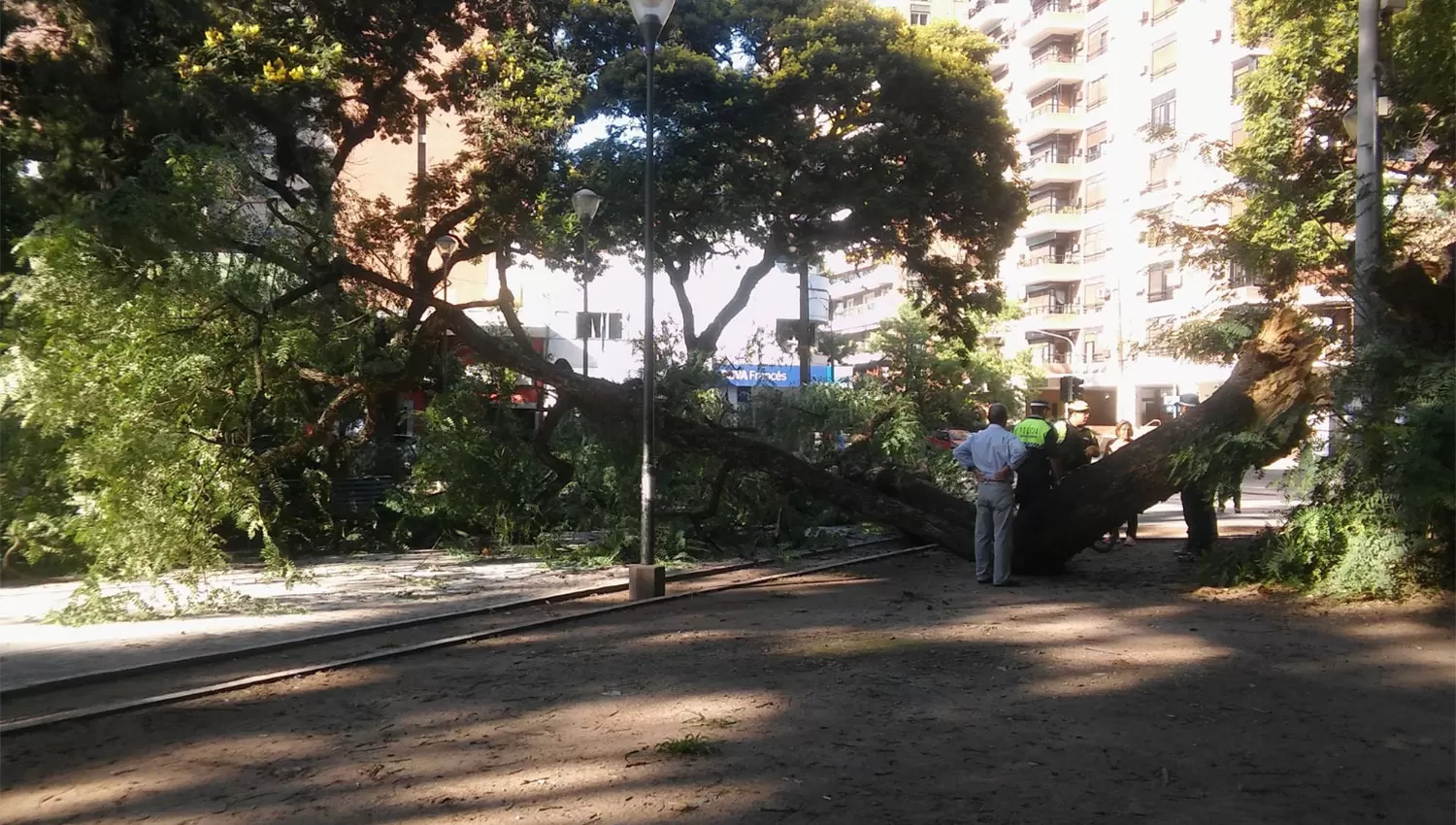 En la zona donde cayó el árbol suele ser muy concurrida durante todo el día. FOTO DE WWW.TWITTER.COM/ROMYABRAHAM88