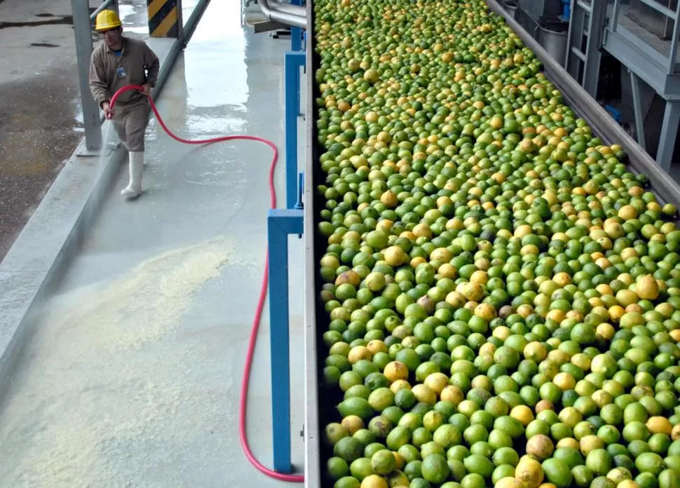 TUCUMÁN. Los limones representan el 21,6% de las exportaciones. 